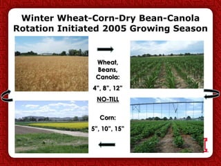 Wheat,
Beans,
Canola:
4”, 8”, 12”
NO-TILL
Corn:
5”, 10”, 15”
Winter Wheat-Corn-Dry Bean-Canola
Rotation Initiated 2005 Growing Season
 