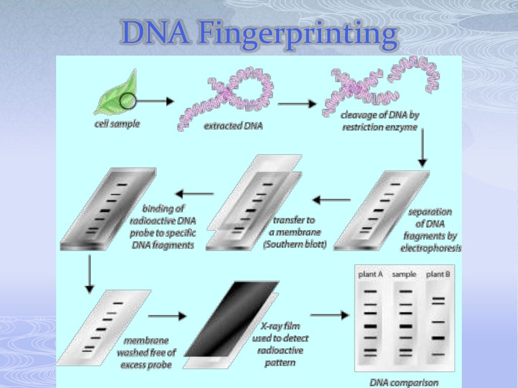 2.2 analyzing and manipulating dna