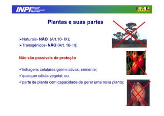 INPI
         INSTITUTO
        NACIONAL
        DA PROPRIEDADE
       INDUSTRIAL




                         Plantas e suas partes


 Naturais- NÃO (Art.10- IX);
 Transgênicos- NÃO (Art. 18-III);


Não são passíveis de proteção

 linhagens celulares germinativas, semente;
 qualquer célula vegetal; ou
 parte de planta com capacidade de gerar uma nova planta;




                                                            36
 