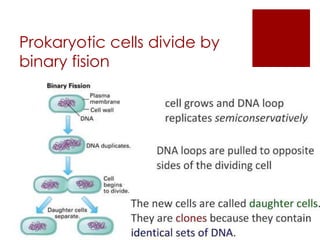 Prokaryotic cells divide by
binary fision
 