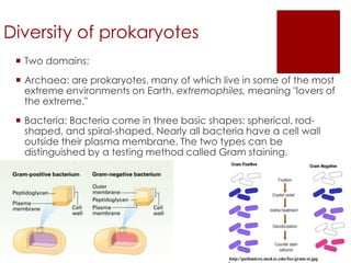 Diversity of prokaryotes
  Two domains:
  Archaea: are prokaryotes, many of which live in some of the most
   extreme environments on Earth, extremophiles, meaning "lovers of
   the extreme."
  Bacteria: Bacteria come in three basic shapes: spherical, rod-
   shaped, and spiral-shaped. Nearly all bacteria have a cell wall
   outside their plasma membrane. The two types can be
   distinguished by a testing method called Gram staining.
 