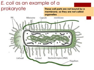 E. coli as an example of a
prokaryote         These cell parts are not bound by a
                            membrane, so they are not called
                            organelles
 