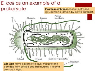 E. coli as an example of a
prokaryote         Plasma membrane: controls entry and
                                    exit, pumping some in by active transport.




 Cell wall: forms a protective layer that prevents
 damage from outside and also bursting if internal
 pressure is high.
 