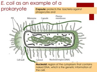 E. coli as an example of a
prokaryote      Capsule: protects the bacteria against
                       phagocytes and




                       Nucleoid: region of the cytoplasm that contains
                       naked DNA, which is the genetic information of
                       the cell.
 