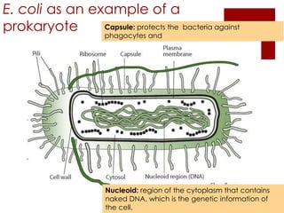 E. coli as an example of a
prokaryote      Capsule: protects the bacteria against
                       phagocytes and


...