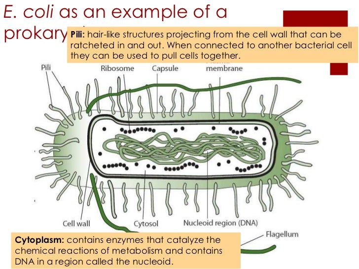 2 2 Prokaryotic Cells