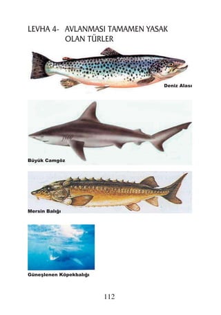 Deniz Alası




Büyük Camgöz




Mersin Balı ı




Güne lenen Köpekbalı ı



                         112
 