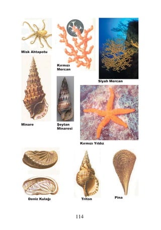 Misk Ahtapotu



                  Kırmızı
                  Mercan


                                        Minare




Minare             eytan
                  Minaresi



                              Kırmızı Yıldız




   Deniz Kula ı                Triton            Pina




                             114
 