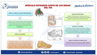 2-3-4-6ta pte.pptx