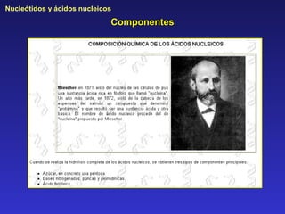 Nucleótidos y ácidos nucleicos
                             Componentes
 