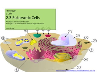 IB Biology
2 Cells
2.3 Eukaryotic Cells
All syllabus statements ©IBO 2007
All images CC or public domain or link to original material.

Jason de Nys




                                                               http://commons.wikimedia.org/wiki/File:Biological_cell.svg
 