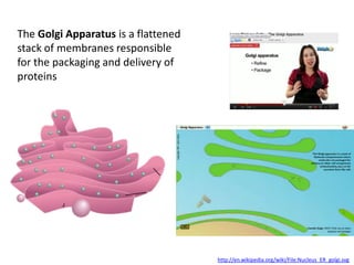 IB Biology Core 2.3: Eukaryotic Cells | PPTX