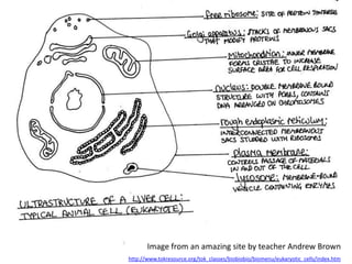 IB Biology Core 2.3: Eukaryotic Cells | PPTX