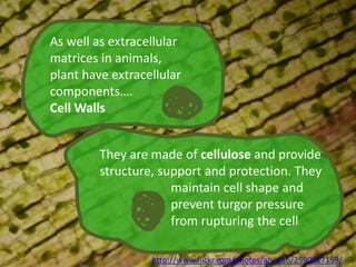 IB Biology Core 2.3: Eukaryotic Cells | PPTX