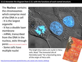 IB Biology Core 2.3: Eukaryotic Cells | PPTX