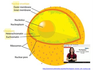 IB Biology Core 2.3: Eukaryotic Cells | PPTX