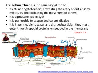 IB Biology Core 2.3: Eukaryotic Cells | PPTX