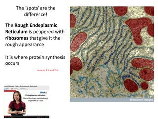 IB Biology Core 2.3: Eukaryotic Cells | PPTX