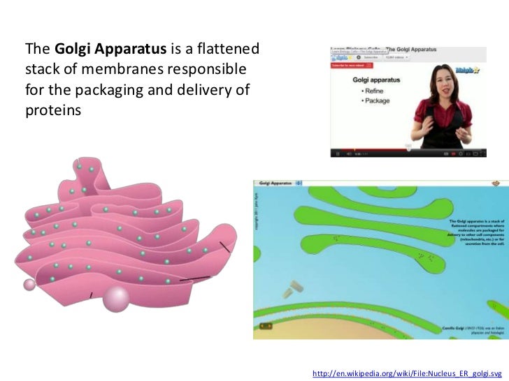 IB Biology Core 2.3: Eukaryotic Cells