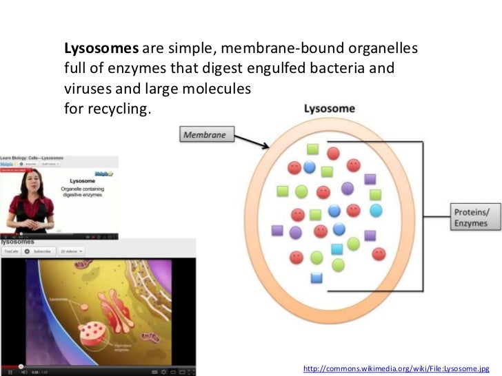 IB Biology Core 2.3: Eukaryotic Cells