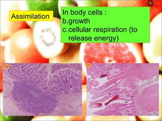 2.3 human digestive system | PPT