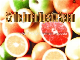 Sistem Penghadaman Manusia
 