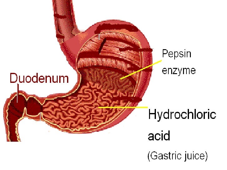 2.3 human digestive system
