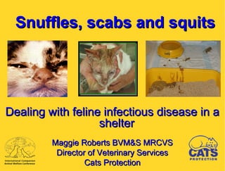 Snuffles, scabs and squitsSnuffles, scabs and squits
Dealing with feline infectious disease in aDealing with feline infectious disease in a
sheltershelter
Maggie Roberts BVM&S MRCVSMaggie Roberts BVM&S MRCVS
Director of Veterinary ServicesDirector of Veterinary Services
Cats ProtectionCats Protection
 