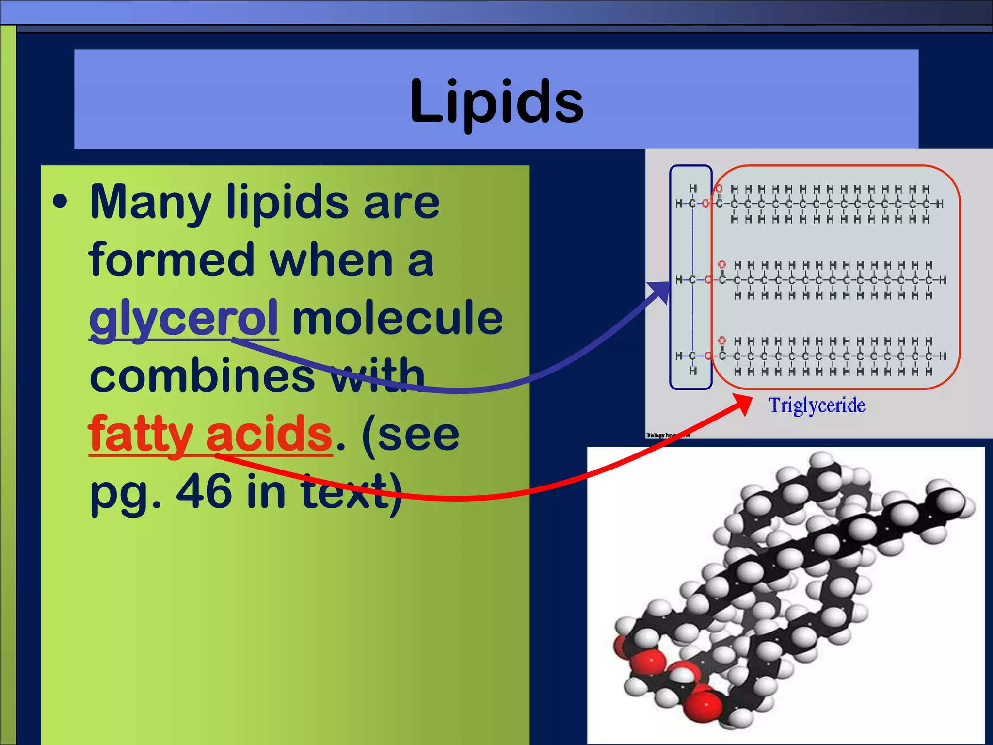 LipidsMany lipids are formed when a glycerol molecule combines with fatty acids. (see pg. 46 in text)