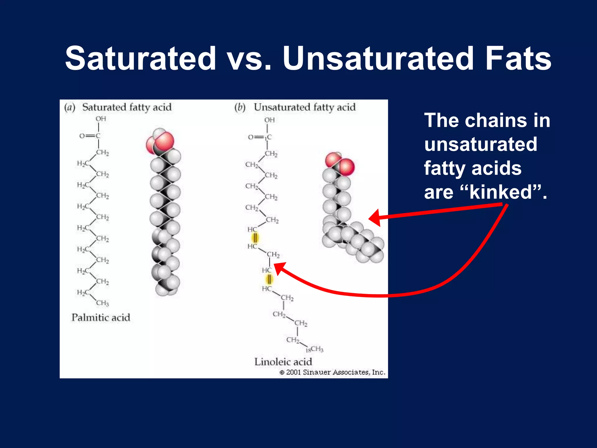 Saturated vs. Unsaturated FatsThe chains in unsaturated fatty acids are “kinked”.