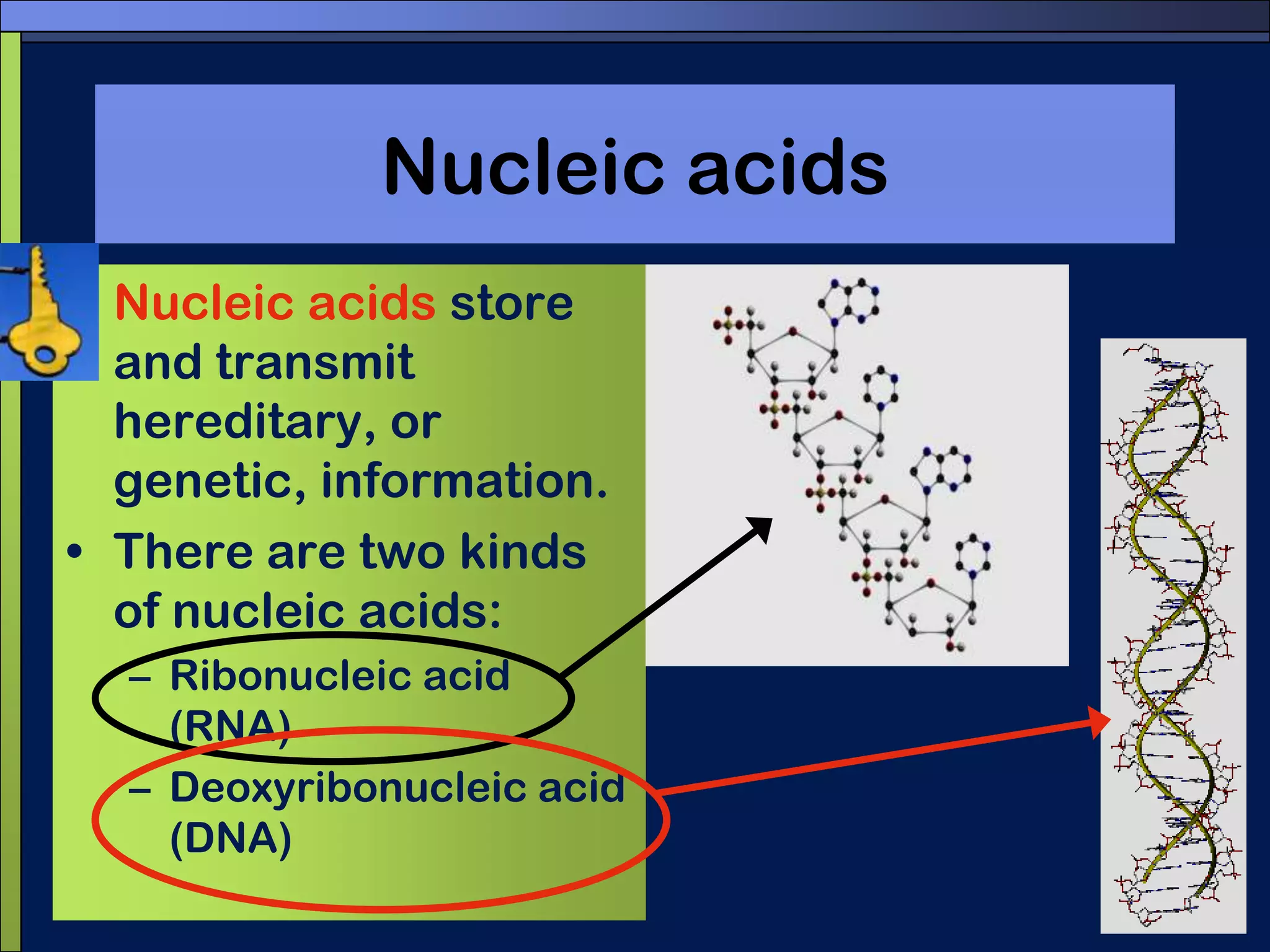  Are you pondering what I’m pondering?Do you think that all parts of a lipid molecule are equally attracted to water molecules?