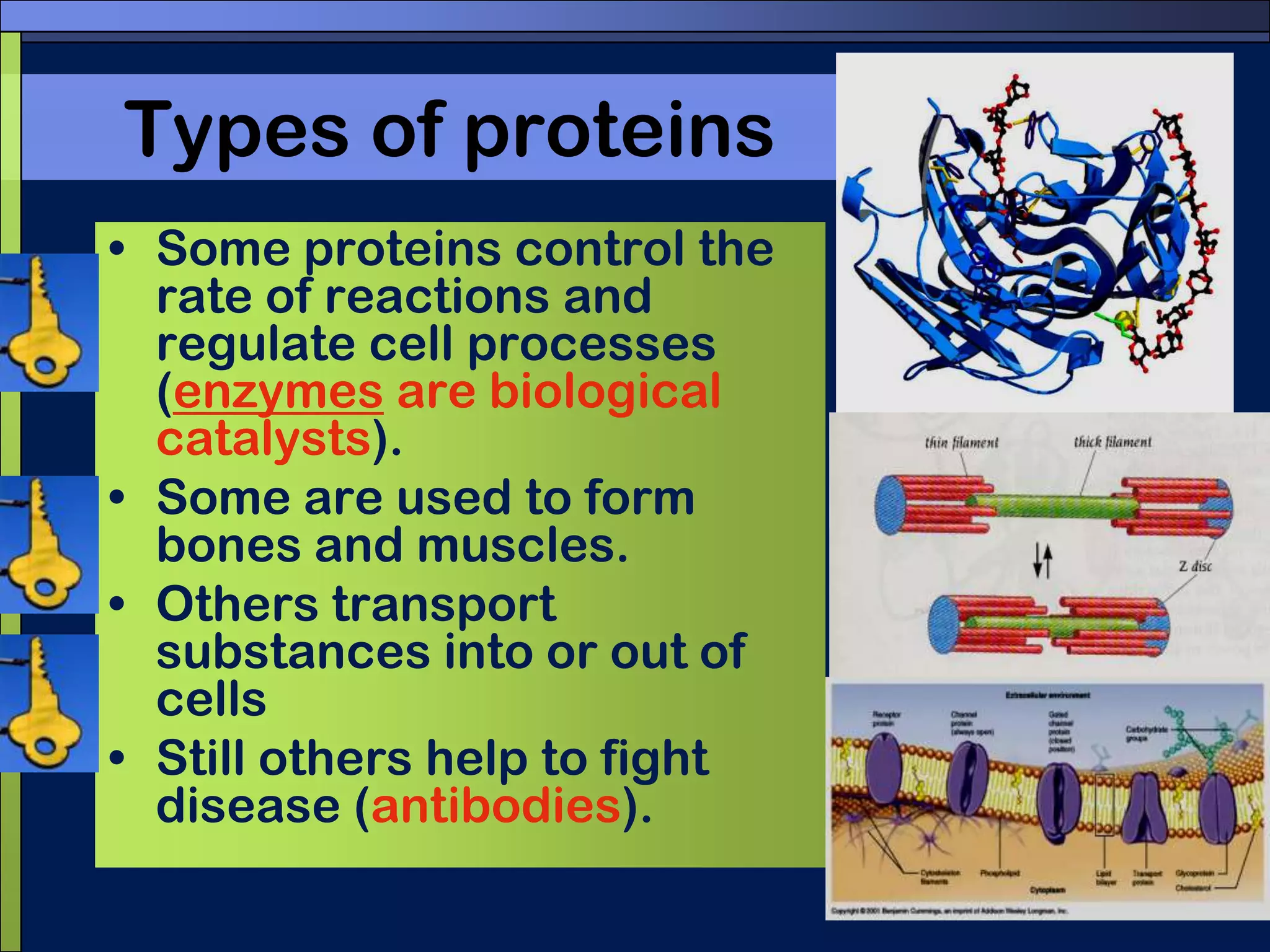 ProteinsAmino Acid StructureProteins are very diverse. This is because there are more than 20 different amino acids that can be arranged in any order in a protein.See pg. 47 for amino acid structures.The varying part of amino acids is called the R-group.Carboxylic acid groupVariable portion, “R” groupAmino group