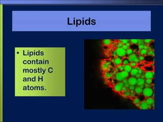 LipidsLipids contain mostly C and H atoms.