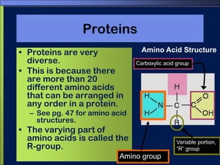 Nucleic acidsDNA and RNA have different sugar molecules at their core (deoxyribose, ribose). 	(structure pg. 47)