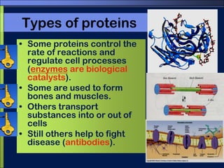 ProteinsAmino Acid StructureProteins are very diverse. This is because there are more than 20 different amino acids that can be arranged in any order in a protein.See pg. 47 for amino acid structures.The varying part of amino acids is called the R-group.Carboxylic acid groupVariable portion, “R” groupAmino group