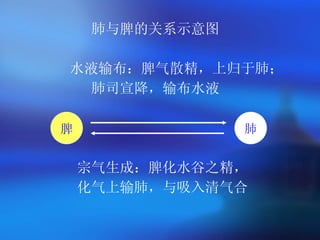 肺与脾的关系示意图 水液输布：脾气散精，上归于肺； 肺司宣降，输布水液 宗气生成：脾化水谷之精， 化气上输肺，与吸入清气合  脾 肺 