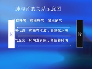 肺与肾的关系示意图   维持呼吸：肺主呼气，肾主纳气 水液代谢：肺输布水液，肾蒸化水液 阴气互资：肺阴滋肾阴，肾阴养肺阴   肺 肾 