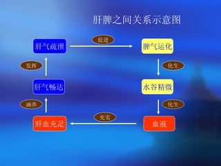 肝脾之间关系示意图 肝气疏泄 脾气运化 水谷精微 血液 肝血充足 肝气畅达 促进 化生 化生 充实 涵养 发挥 