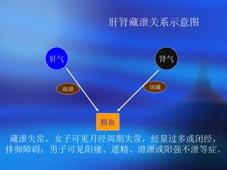 肝肾藏泄关系示意图 肝气 肾气 精血 疏泄 闭藏 藏泄失常，女子可见月经周期失常，经量过多或闭经， 排卵障碍；男子可见阳痿、遗精、滑泄或阳强不泄等症。 