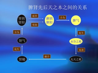 脾肾先后天之本之间的关系 肾阴 肾阳 肾气 先天之精 水谷之精 脾气 肾精 充养 化生 化生 融合 脾阴 脾阳 滋养 分为 资助 合为 