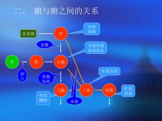 二、 腑与腑之间的关系 胃 小肠 大肠 膀胱 胆 饮食物 肝 三焦 受纳腐熟 受盛化物泌别清浊 传化糟粕 胆汁 水液 水道出焉 贮尿排尿 食糜 食物残渣 水液 水液 