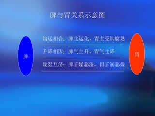 脾与胃关系示意图 纳运相合：脾主运化，胃主受纳腐熟   升降相因：脾气主升，胃气主降   燥湿互济：脾喜燥恶湿，胃喜润恶燥   脾 胃 
