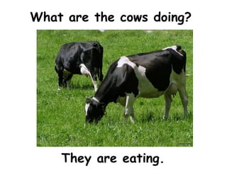 What are the cows doing?




    They are eating.
 