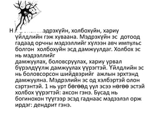 мэдрэлийн тогтолцоо 2 4 | PPT