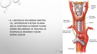 • N. LARYNGEUS RECURRENS SINISTRA
LIG. ARTERIOSUM’A BITIŞIK OLARAK
ARCUS AORTANIN ALTINDAN YUKARI
DÖNER (RECURRENS) VE TRACHEA VE
ÖSOPHAGUS ARASINDA YUKARI
DOĞRU ILERLER
 