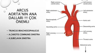 ARCUS
AORTA’NIN ANA
DALLARI !!! ÇOK
ÖNEMLI
• TRUNCUS BRACHIOCEPHALICUS
• A.CAROTIS COMMUNIS SINISTRA
• A.SUBCLAVIA SINISTRA
 