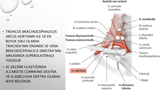 • TRUNCUS BRACHIOCEPHALICUS
ARCUS AORTANIN ILK VE EN
BUYUK DALI OLARAK
TRACHEA’NIN ÖNÜNDE VE VENA
BRACHIOCEPHALICA SINISTRA’NIN
ARKASINDA SUPEROLATERALE
YUKSELIR
• SC EKLEME ULAŞTIĞINDA
A.CAROTIS COMMUNIS DEXTRA
VE A.SUBCLAVIA DEXTRA OLARAK
IKIYE BÖLÜNÜR.
 