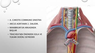 • A. CAROTIS COMMUNIS SINISTRA
• ARCUS AORTANIN 2. DALIDIR.
• MANIBRIUM’UN ARKASINDA
BAŞLAR
• TRACHEA’NIN ÖNÜNDEN SOLA VE
YUKARI DOĞRU SEYREDER
 