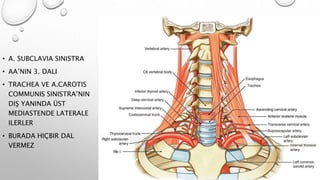 • A. SUBCLAVIA SINISTRA
• AA’NIN 3. DALI
• TRACHEA VE A.CAROTIS
COMMUNIS SINISTRA’NIN
DIŞ YANINDA ÜST
MEDIASTENDE LATERALE
ILERLER
• BURADA HIÇBIR DAL
VERMEZ
 