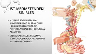 ÜST MEDIASTENDEKI
SINIRLER
• N. VAGUS BEYNIN MEDULLA
KISMINDAN BILAT. OLARAK ÇIKAR
HER IKI CAROTIS COMMUNIS
POSTEROLATERALINDEN BOYUNDAN
AŞAĞI INER.
• STERNOKALAVIKULAR EKLEM VE
V.BRACHIOCEPHALICA ARKASINDAN
MEDIASTENE GIRERLER.
 